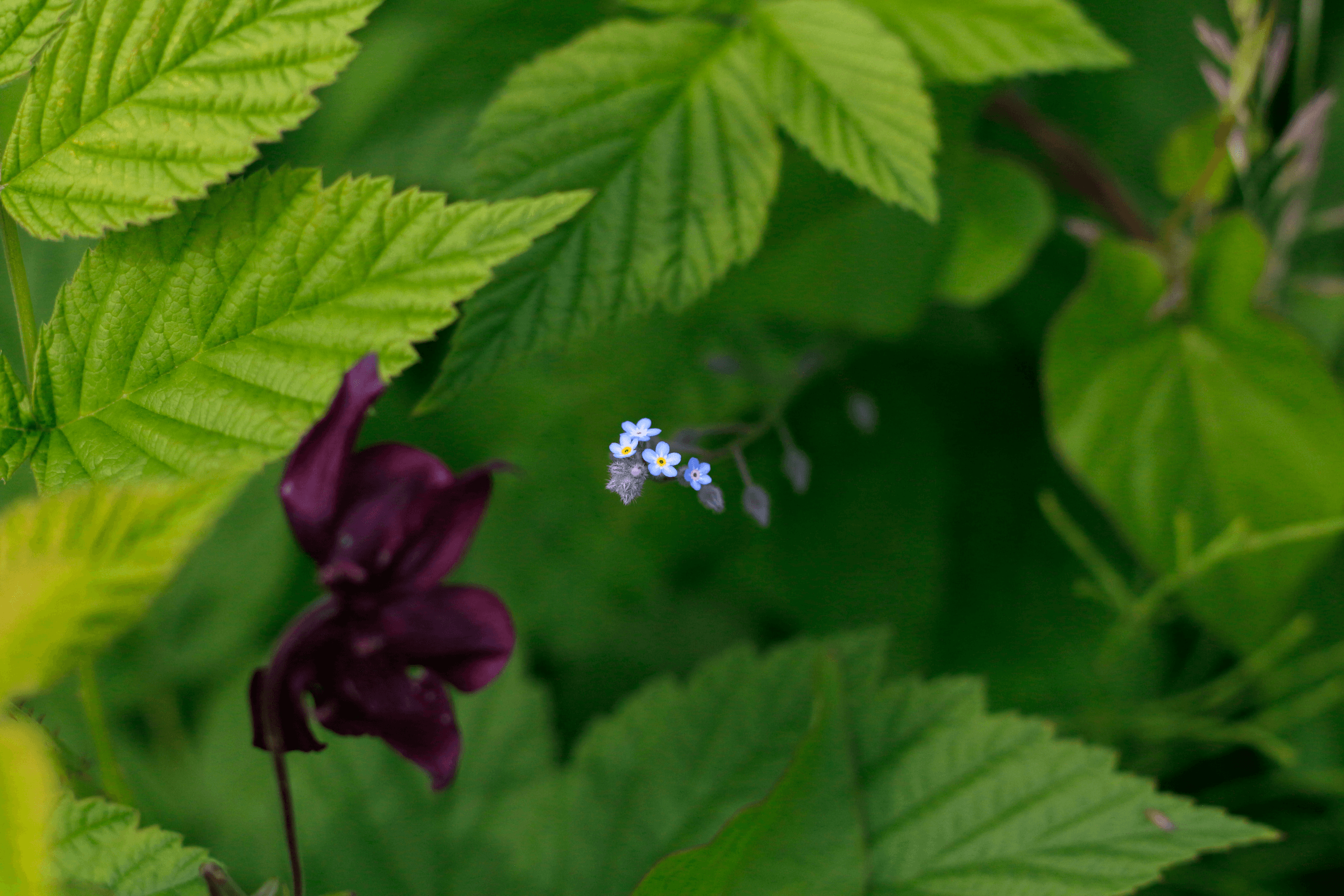 Natur 3