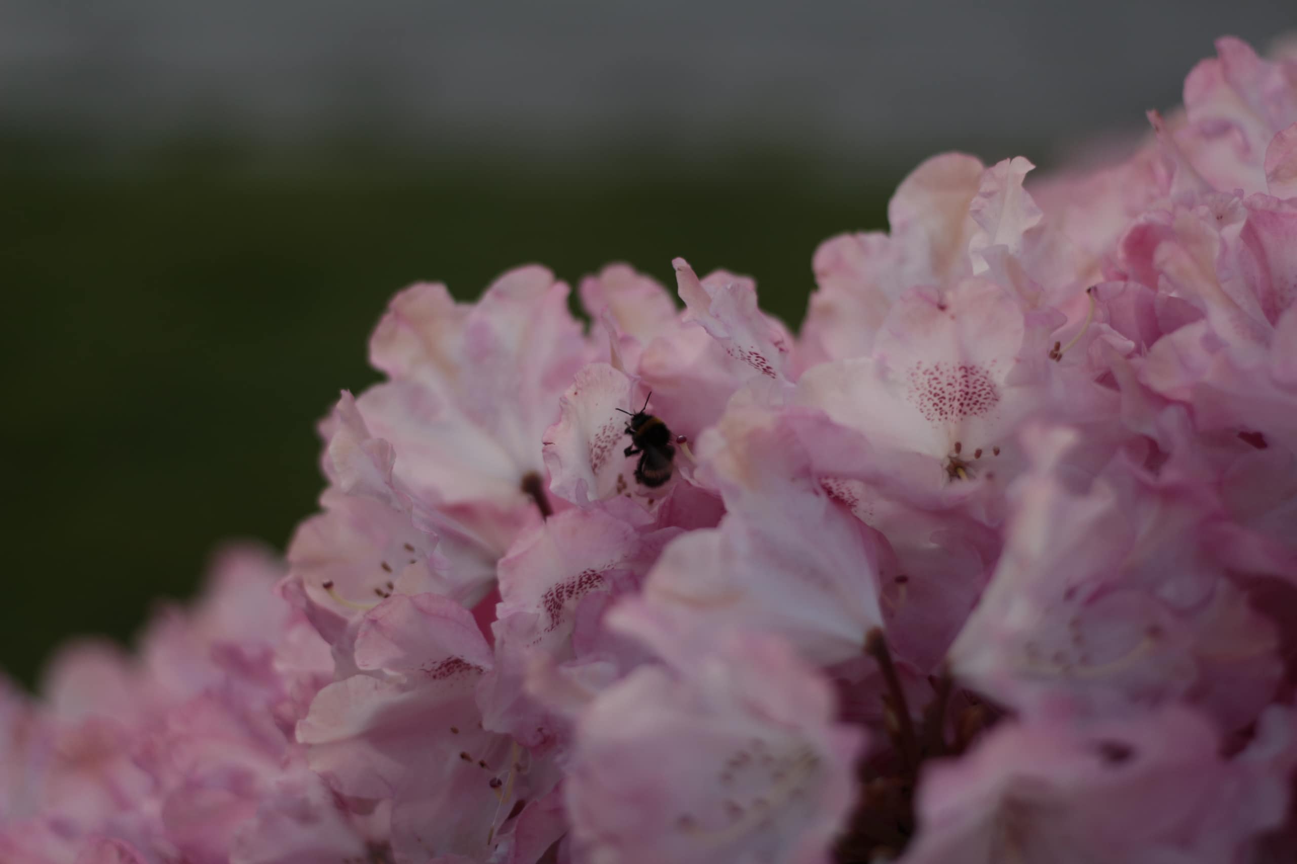 Natur 4