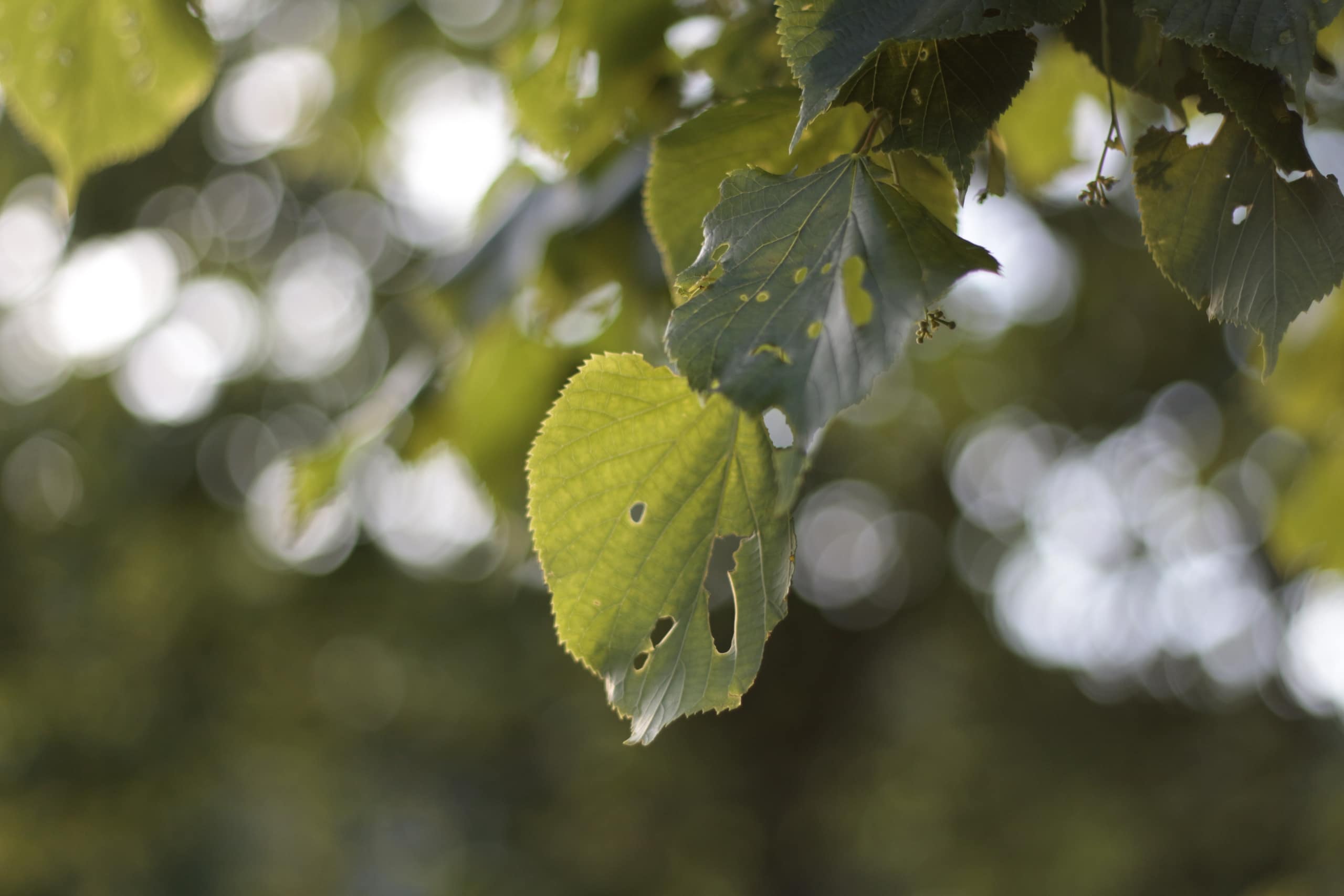 Natur 5