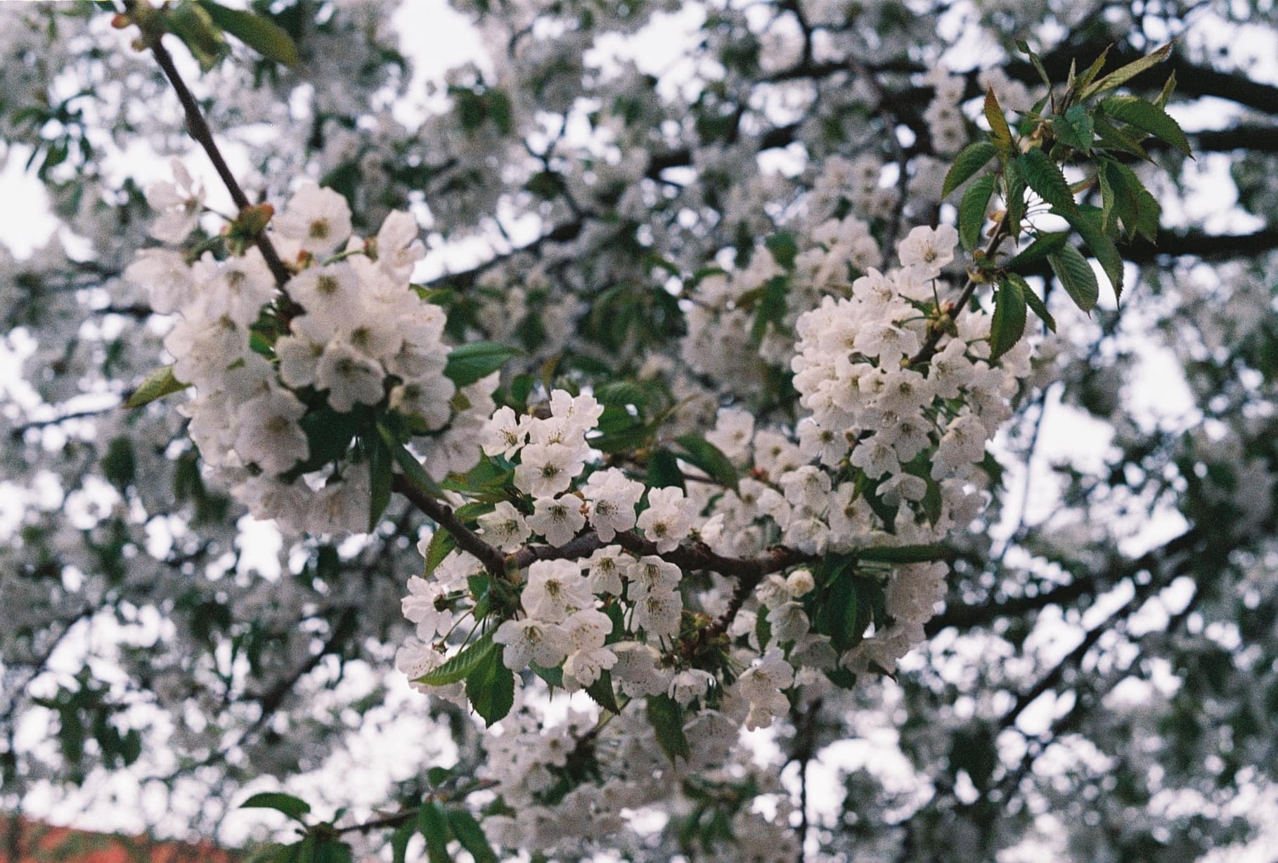 Natur 7