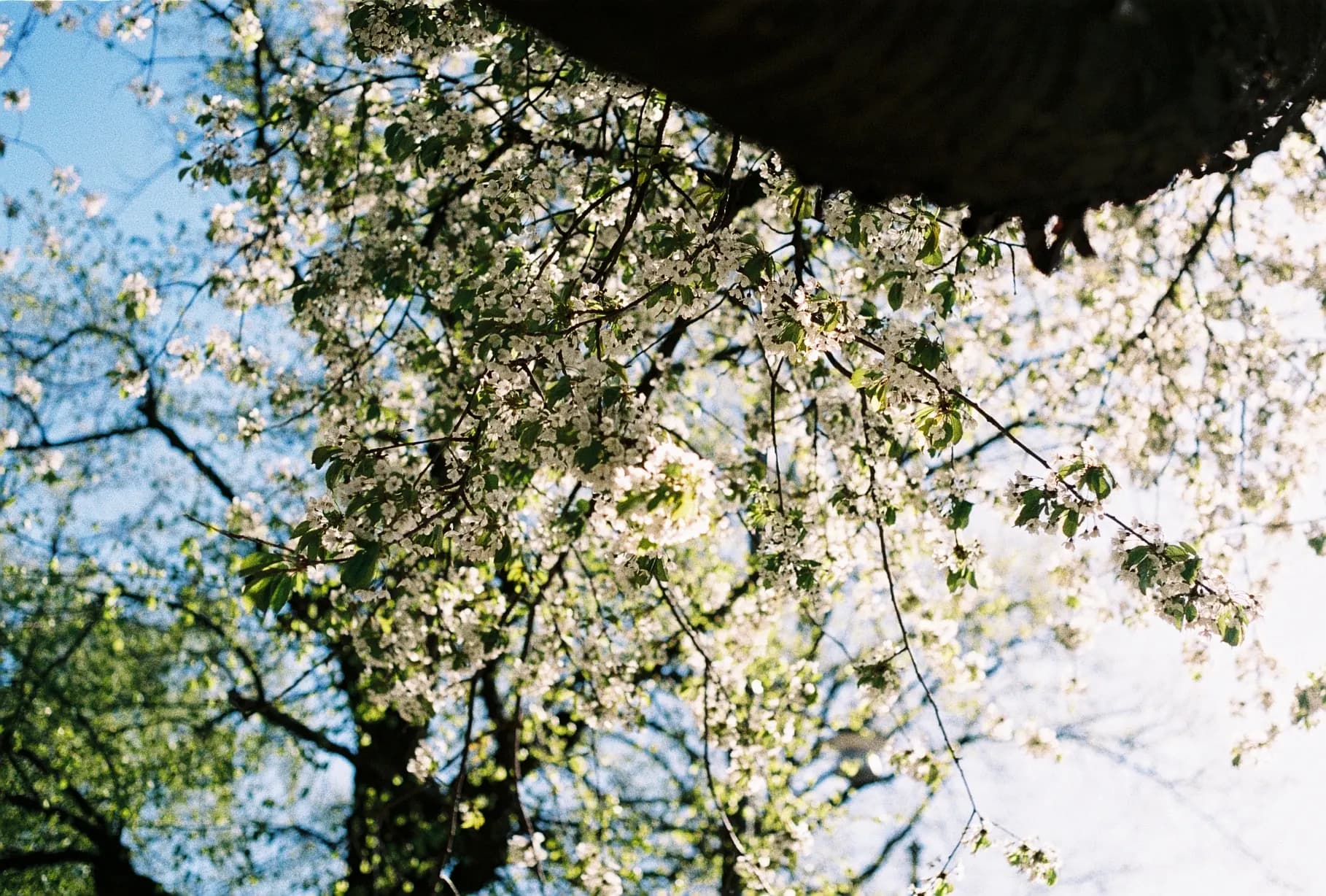 Naturen 6