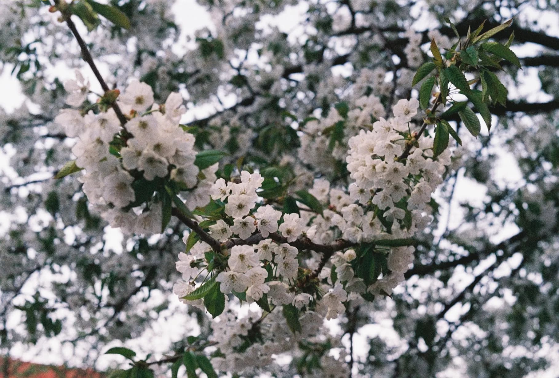 Naturen 7